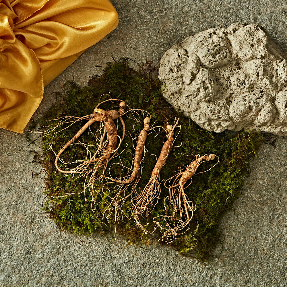 정선농협 산양삼